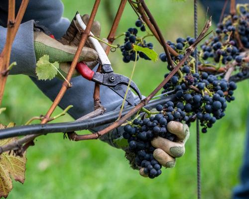 1 Chet Valley Vineyard harvest 9