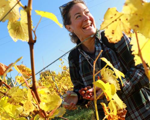 A volunteer taking part in the 2024 community harvest at Chet Valley Vineyard sm