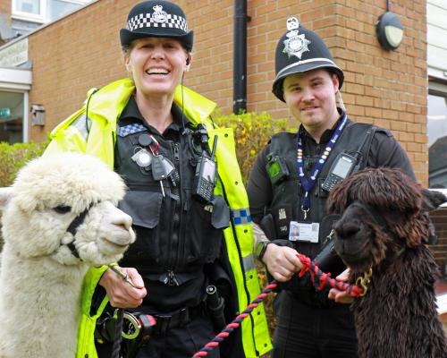 PC Michelle Deal and PC Dale Parker with alpacas Baloo and Gino sm