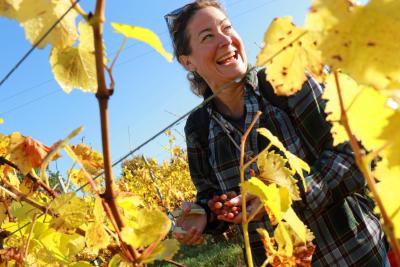 A volunteer taking part in the 2024 community harvest at Chet Valley Vineyard sm