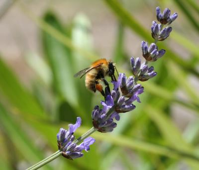 Brexit Bees and the Brown Stuff image