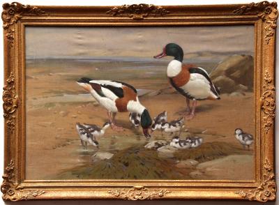 Keys Ornithology Sale Lot 168 Sheldrake Shelduck and Ducklings by Allen William Seaby