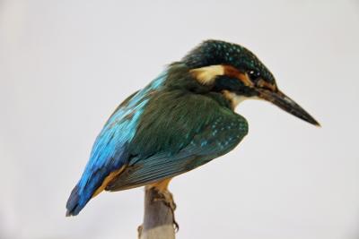 Lot 236 stuffed kingfisher