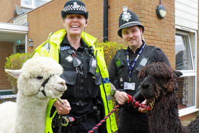 PC Michelle Deal and PC Dale Parker with alpacas Baloo and Gino sm