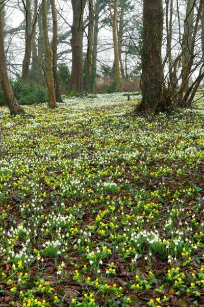 Snowdrops at Lexham Hall 1