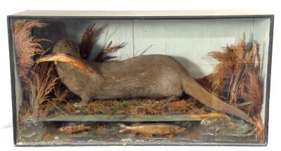 Thomas E Gunn taxidermy case Otter with Fish in Naturalistic setting estimate 300 400